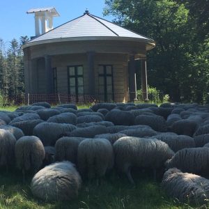 Schapen Scheren bij de Koepel van Stoop