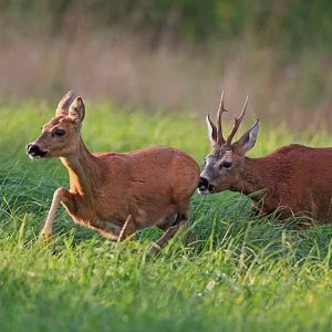 Reeënbronst in Austerlitz vervallen ivm ziekte