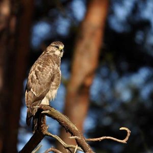 Roofvogels van Austerlitz